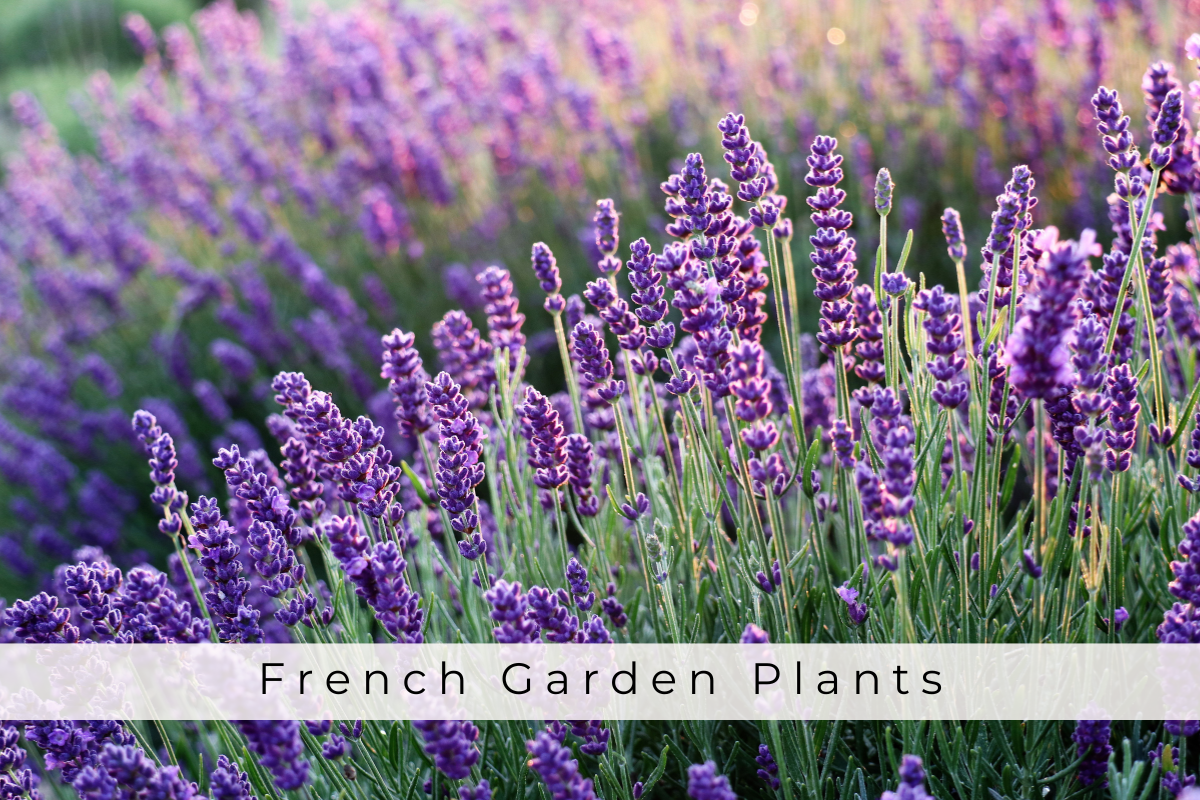 French Garden Plants