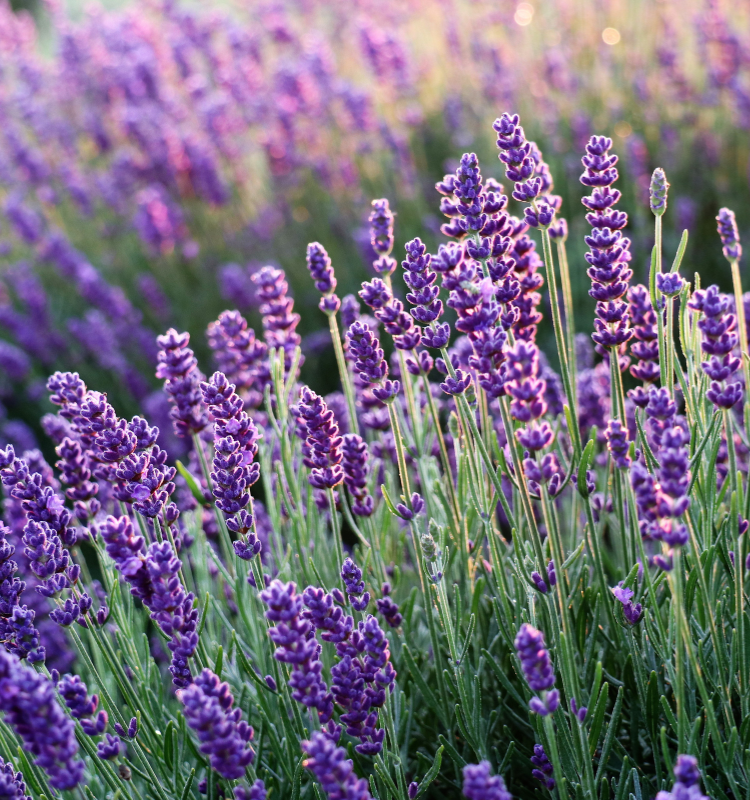 lavender