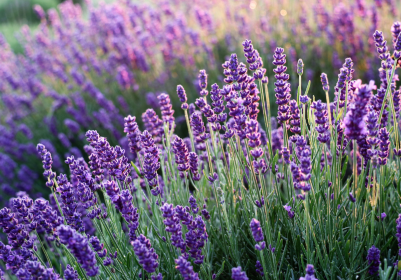 lavender