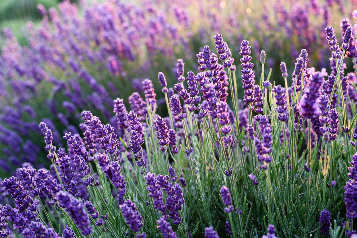 lavender