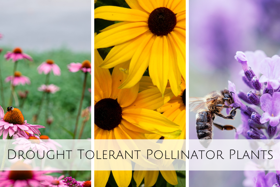 Drought Tolerant Pollinator Plants