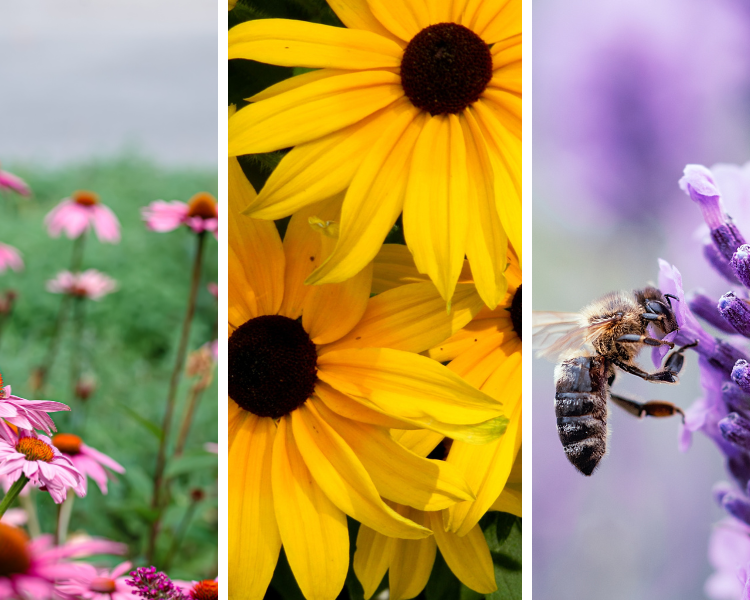 Drought Tolerant Pollinator Plants