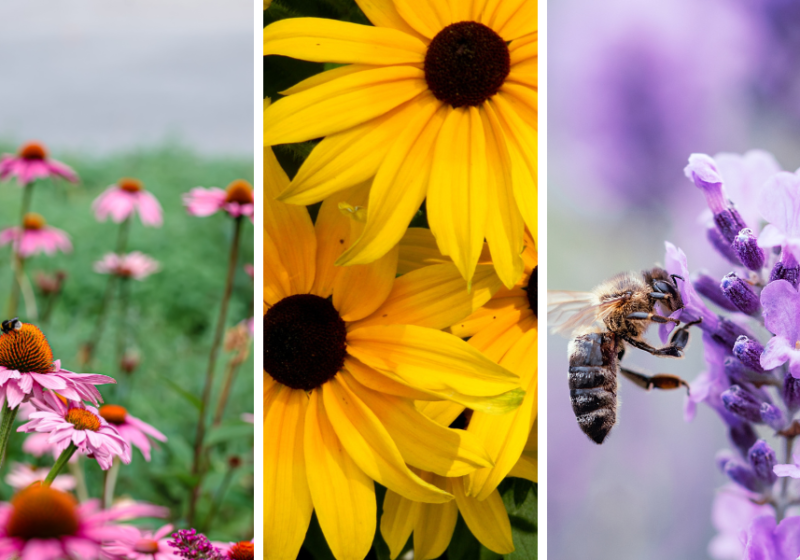 Drought Tolerant Pollinator Plants