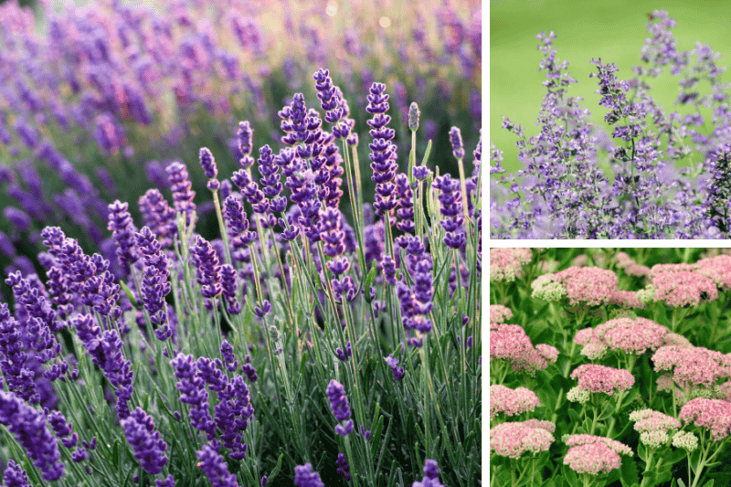 Drought Tolerant Pollinator Plants | 7 Perfect Trios for a Buzz-Worthy ...