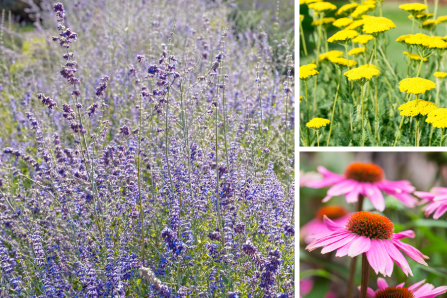 heat tolerant pollinator plants