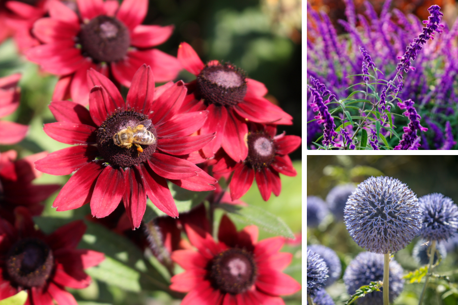 best drought tolerant pollinator plants