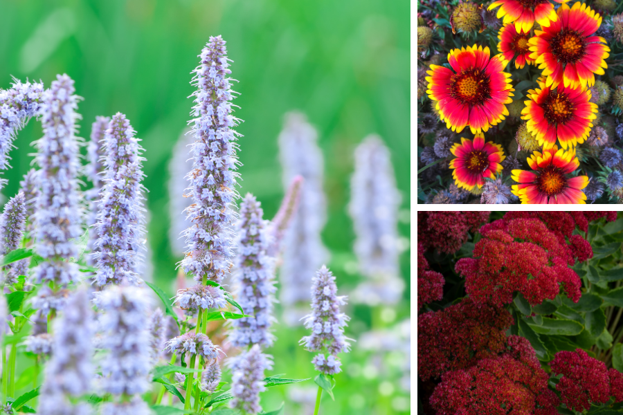 drought tolerant pollinator plants texas