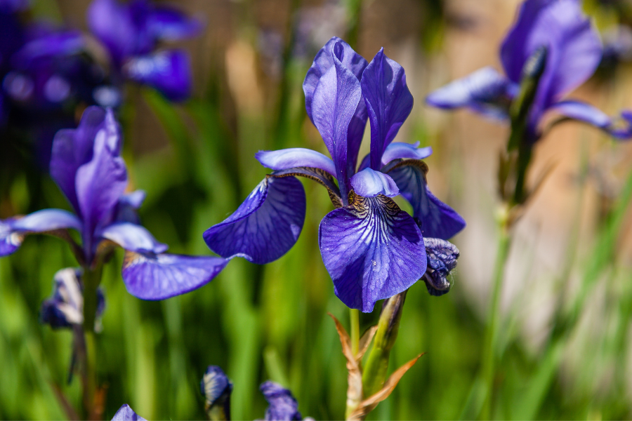 french cottage garden