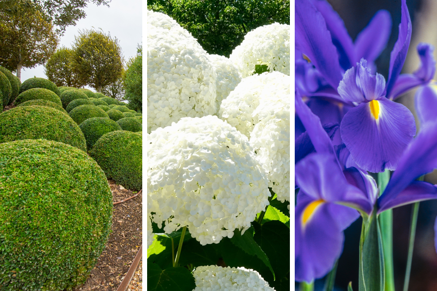 french country garden flowers