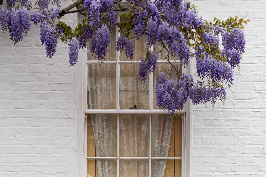 french country garden plants