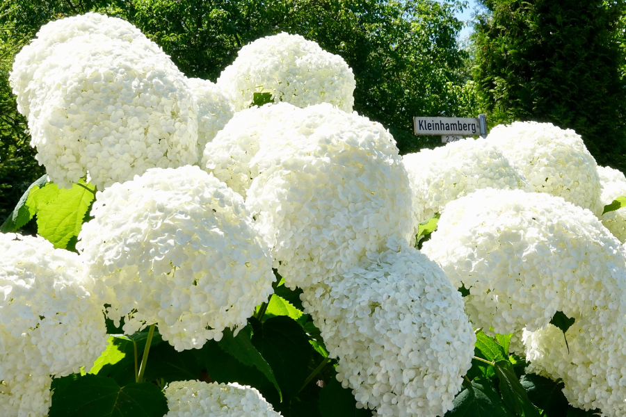 french garden design elements