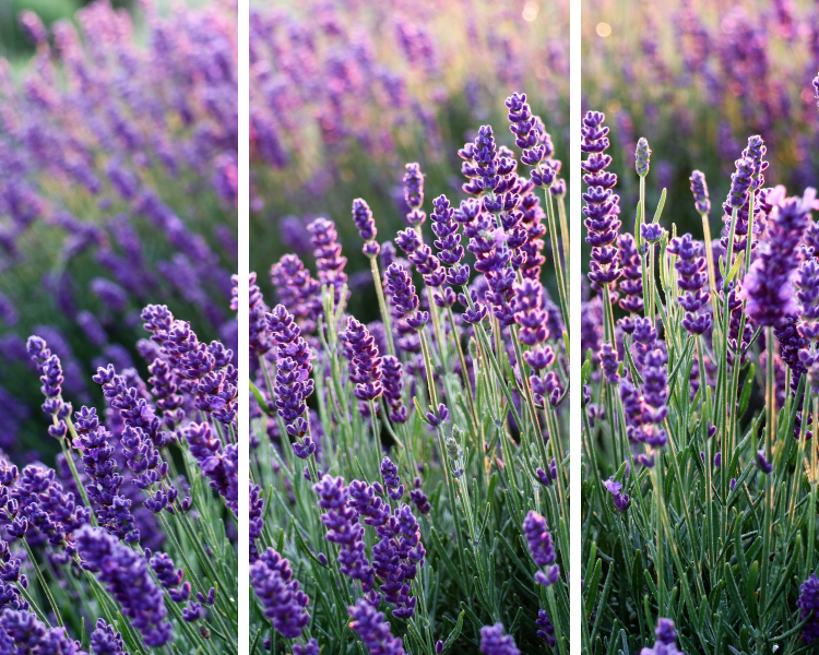 french garden plants