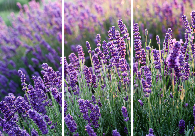 french garden plants