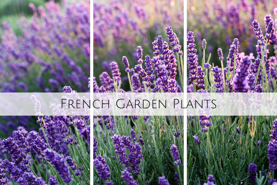 french garden plants