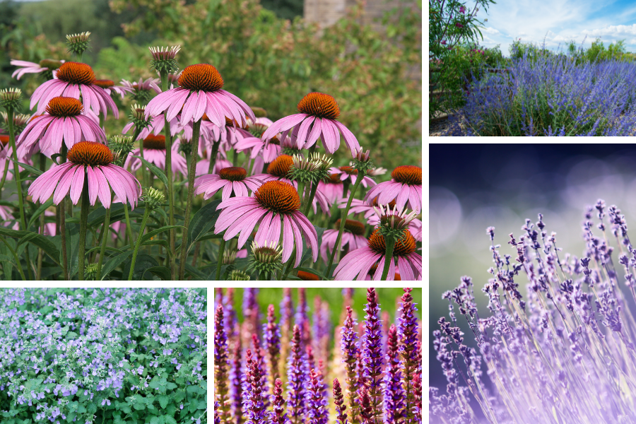 pollinator garden layout