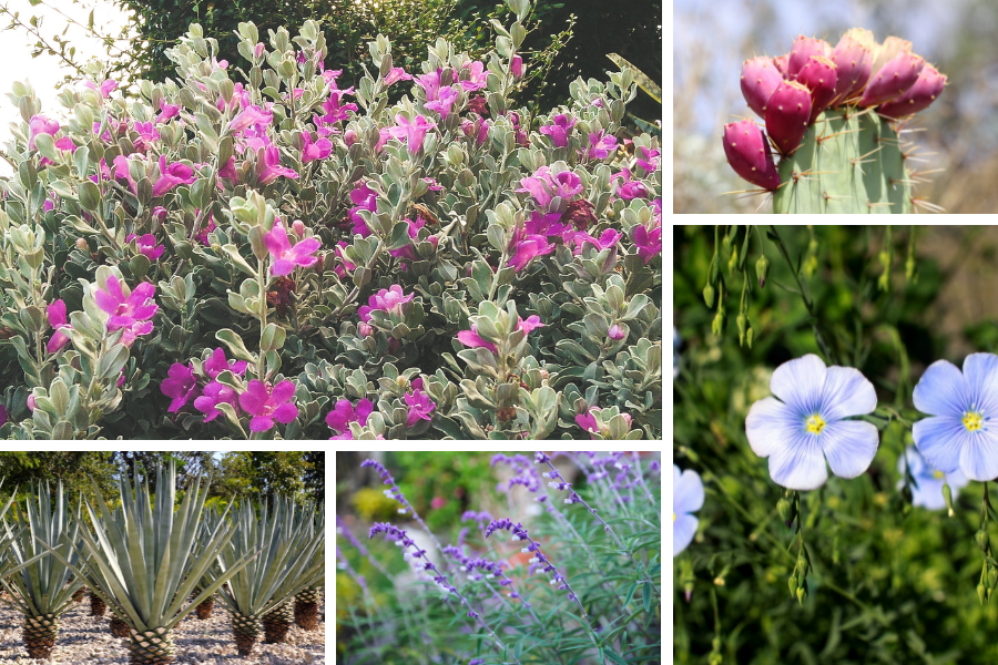  flowers that attract bees butterflies and hummingbirds