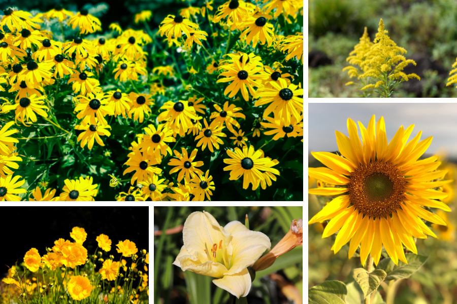 low maintenance pollinator garden ideas