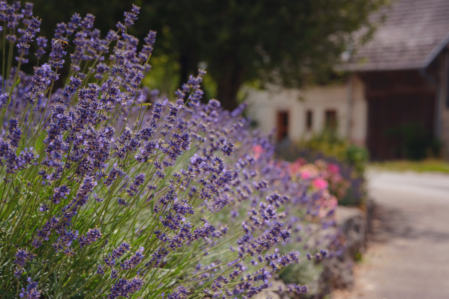 small french garden plants