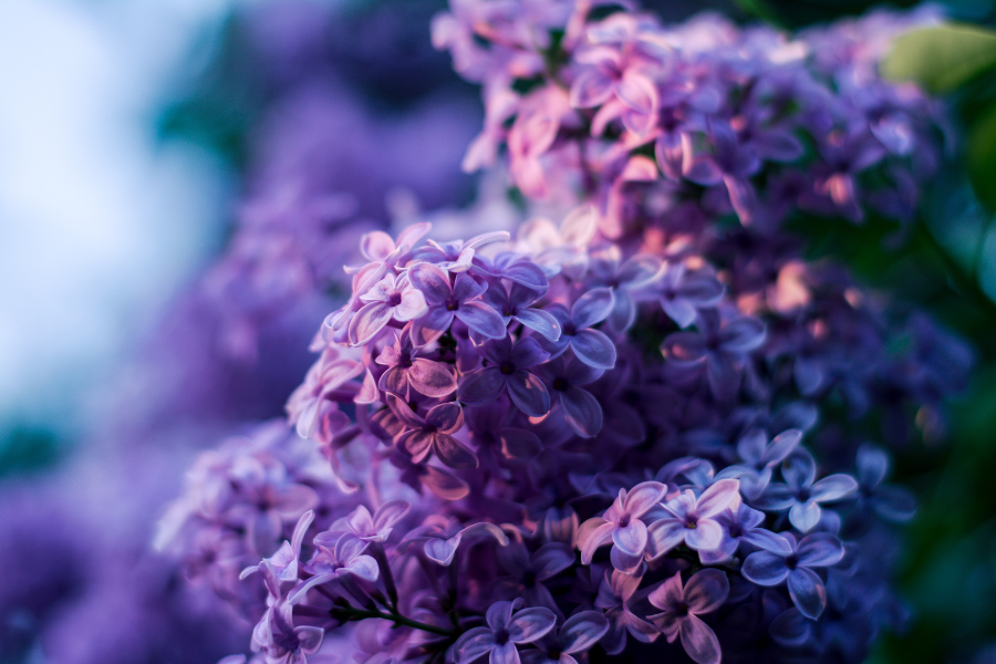 typical french garden plants