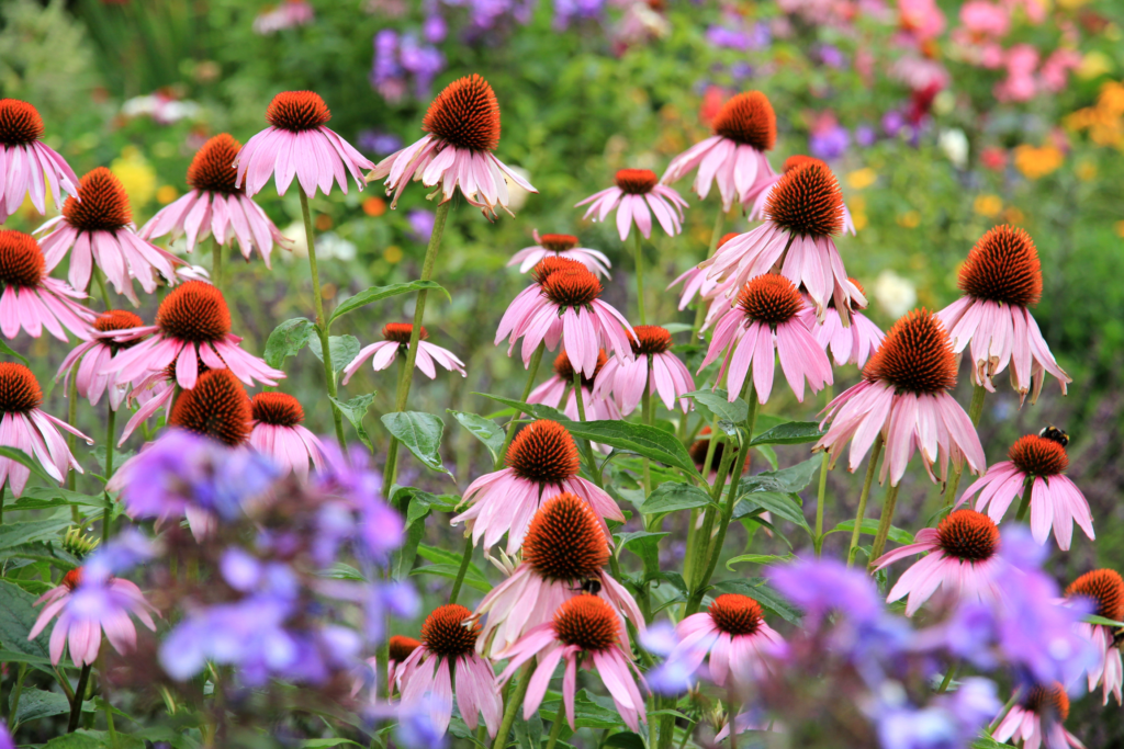 pollinator garden