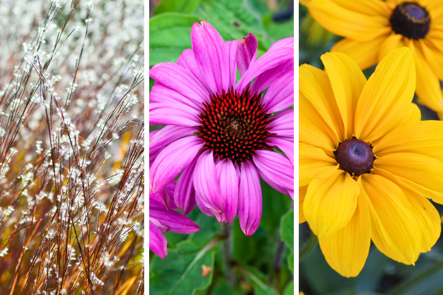 Core Prairie Plantings