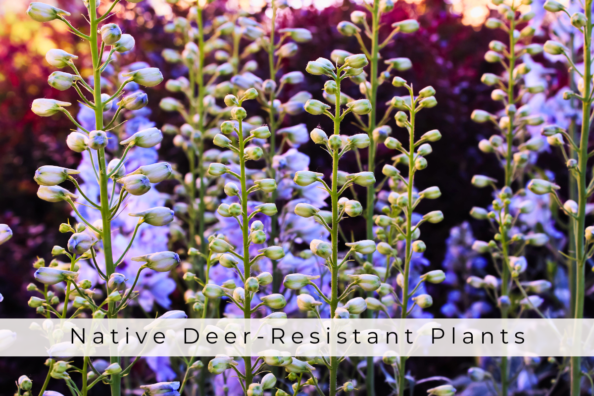 Native Deer-Resistant Plants