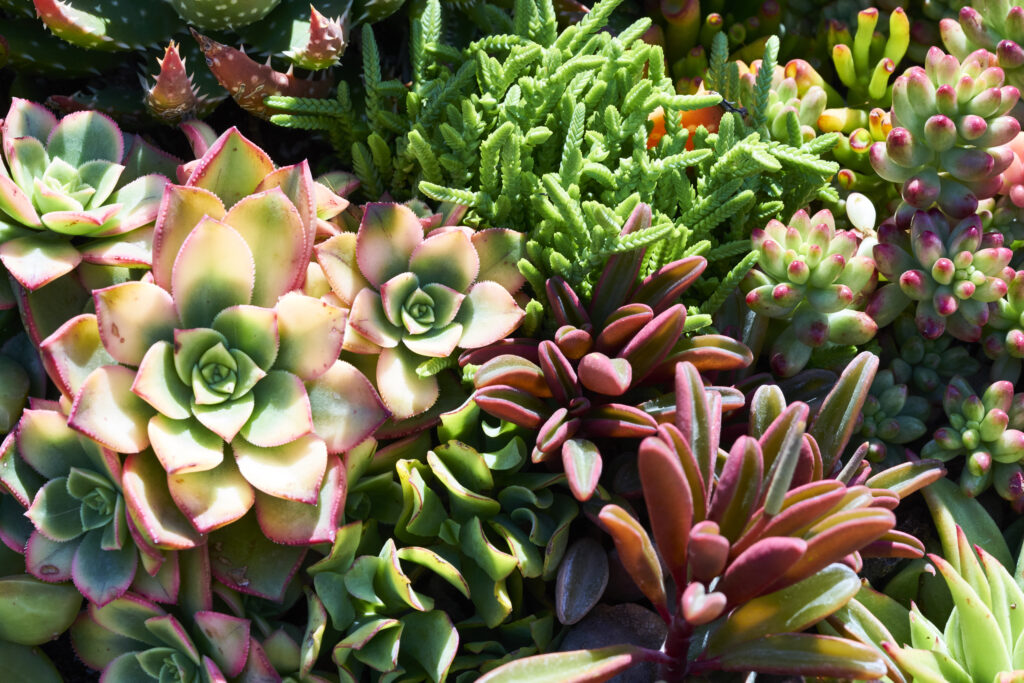 Variety of succulents in a drought-tolerant environment