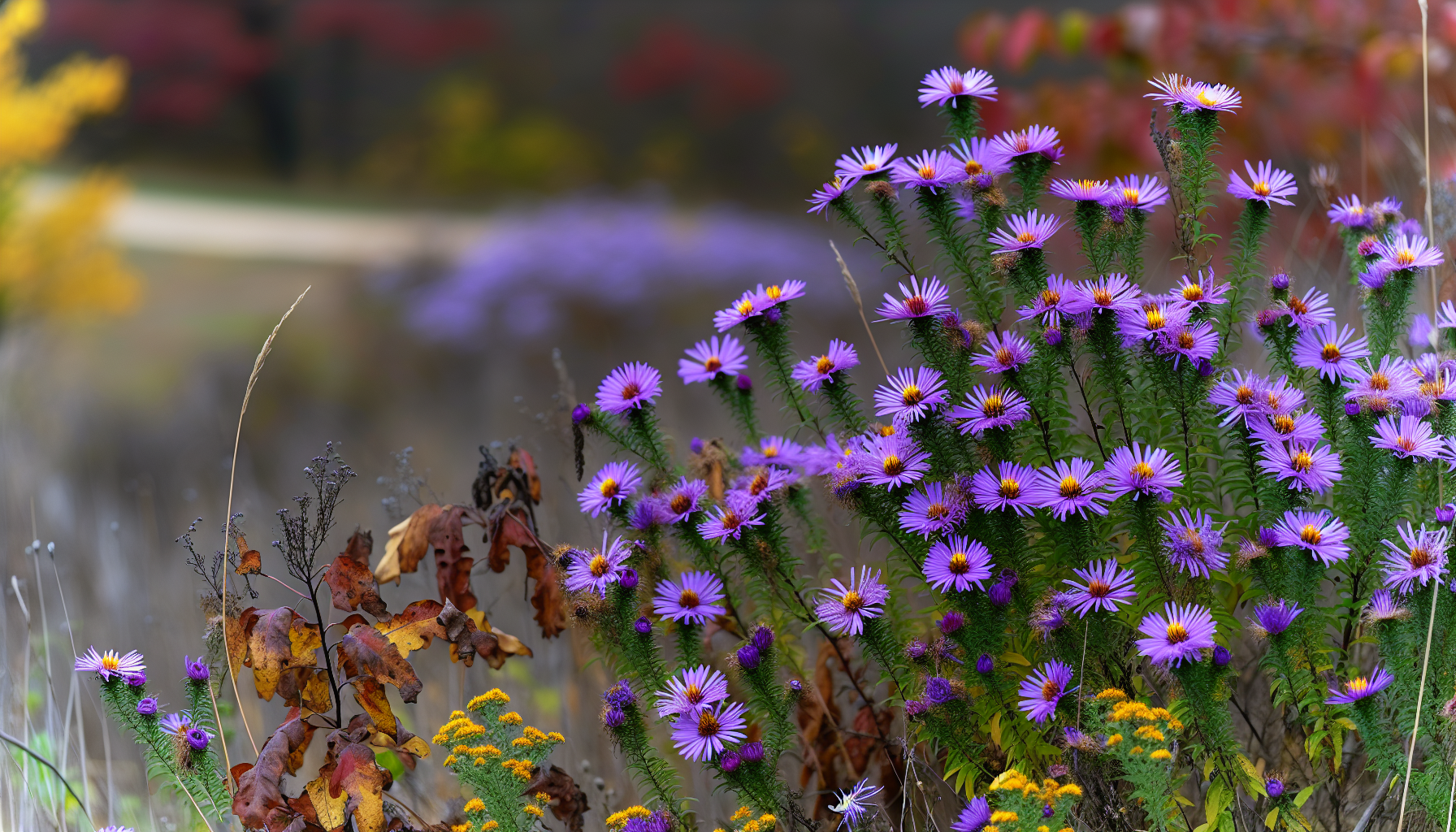 New England Aster in a fall prairie landscape