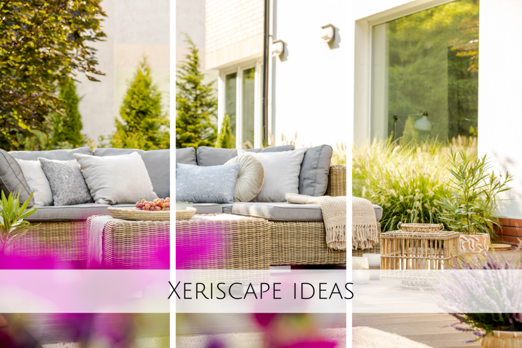 Xeriscape Ideas