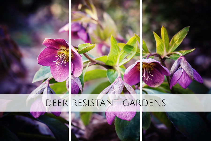 deer resistant gardens