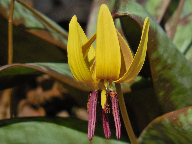 trout lily, lily, nature