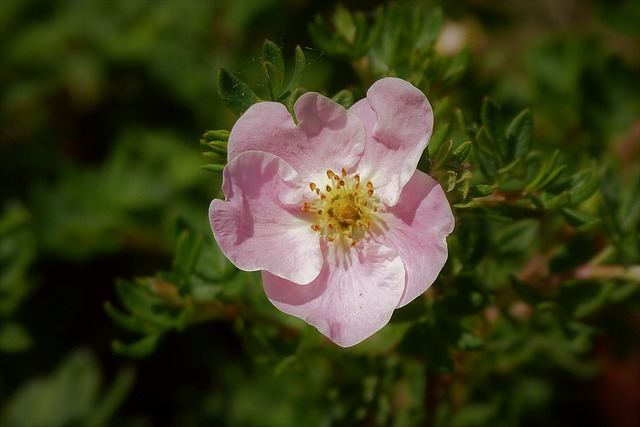 potentilla, shrub, pink