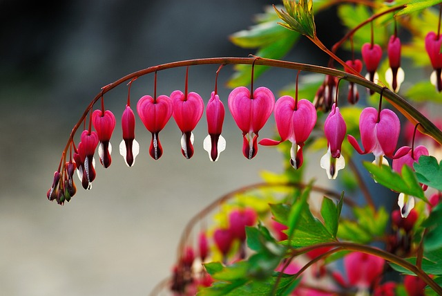 bleeding heart, wildflower, spring flowers