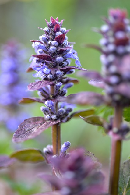 ajuga, plant, violet