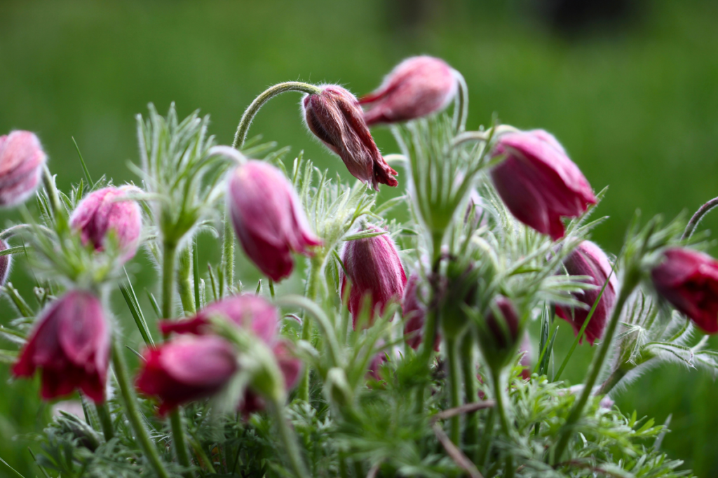 pollinator friendly plants