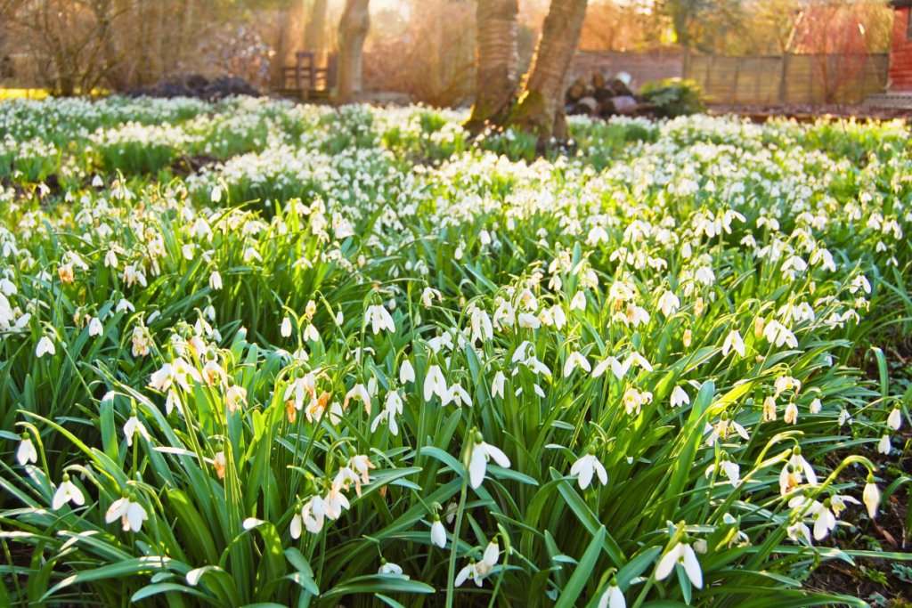 pollinator friendly plants