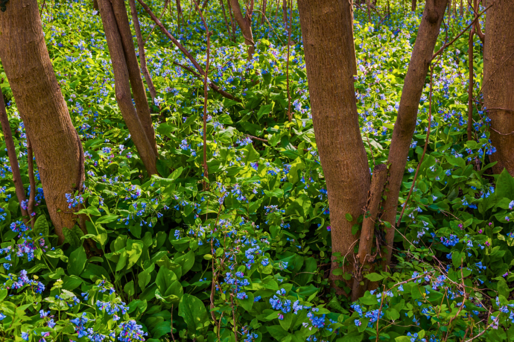 pollinator-friendly plants