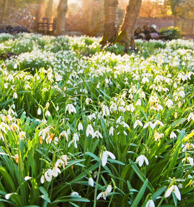 pollinator friendly plants