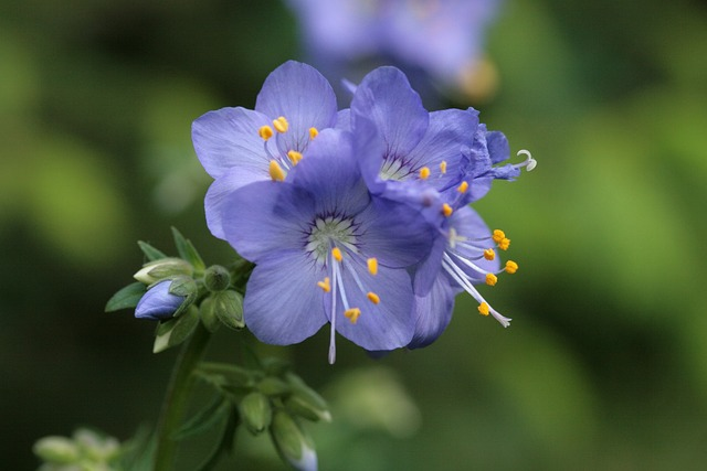 jacob's ladder, greek valerian, purple flowers