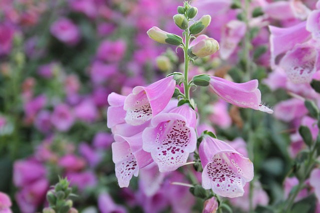 foxglove, flower, pink