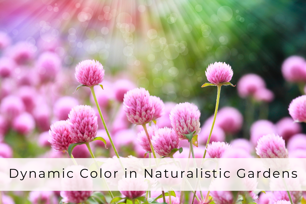 dynamic color in gardens