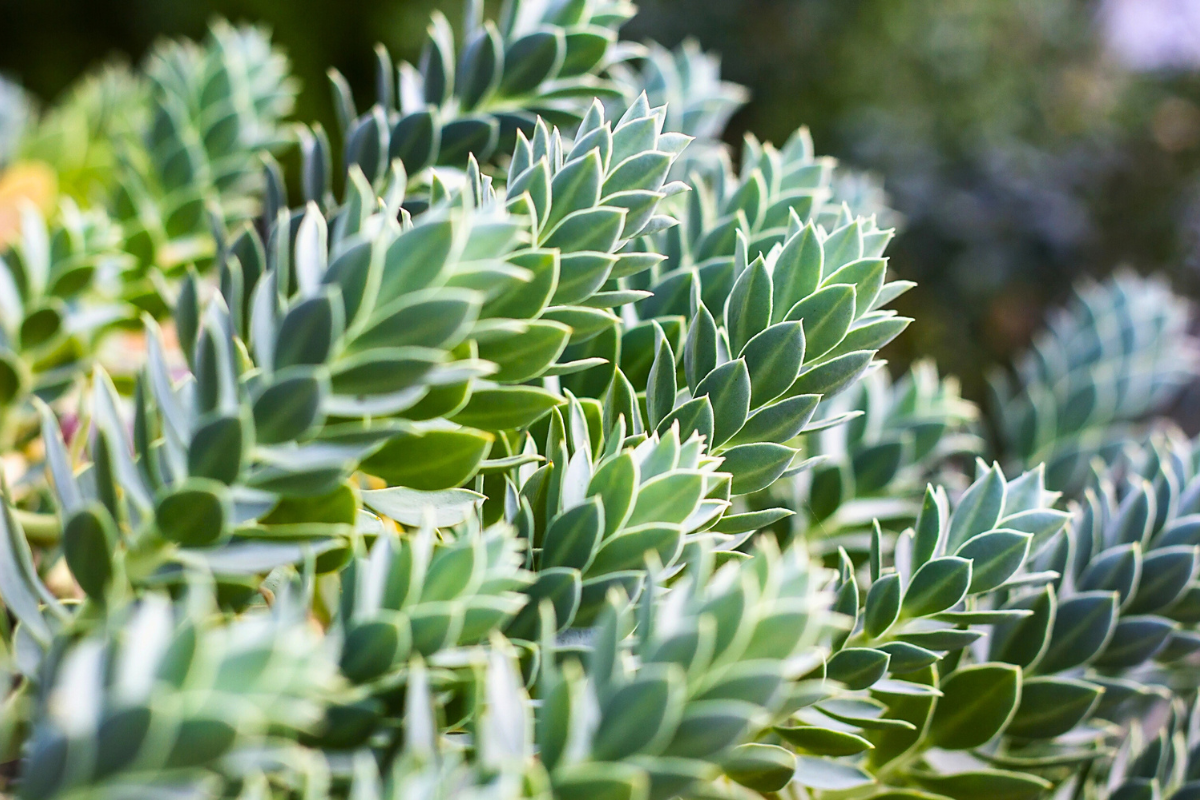 low-maintenance French garden plants