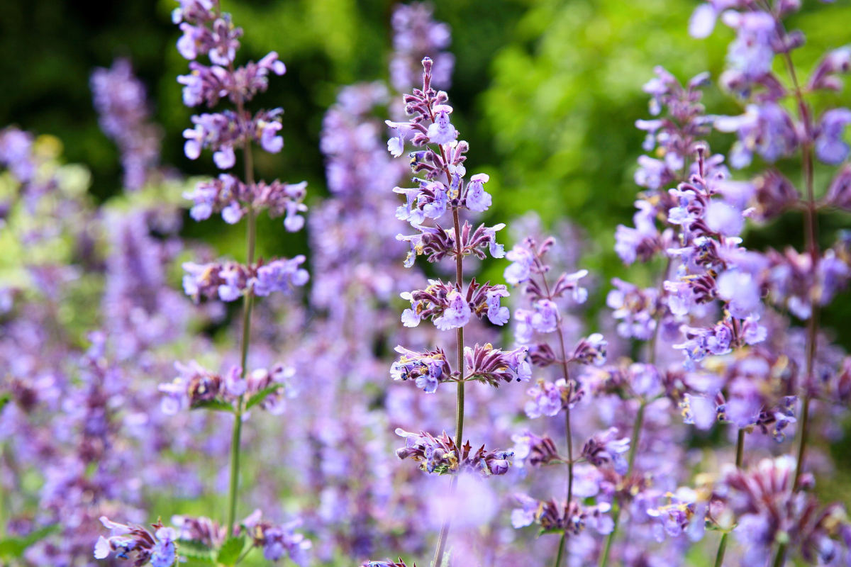 catmint