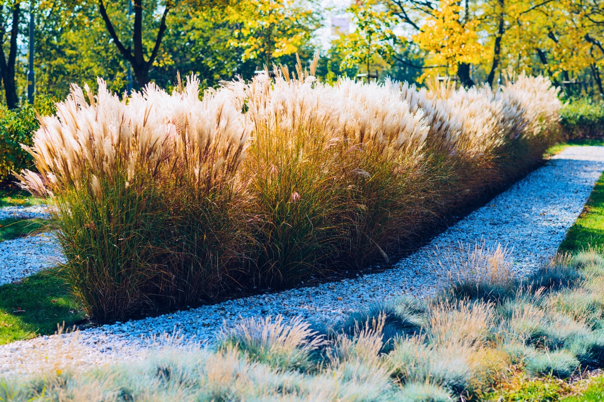 maiden grass