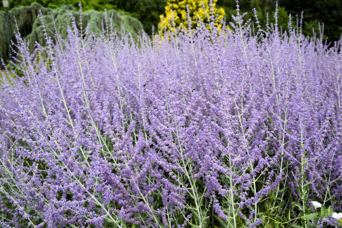 low-maintenance French garden plants