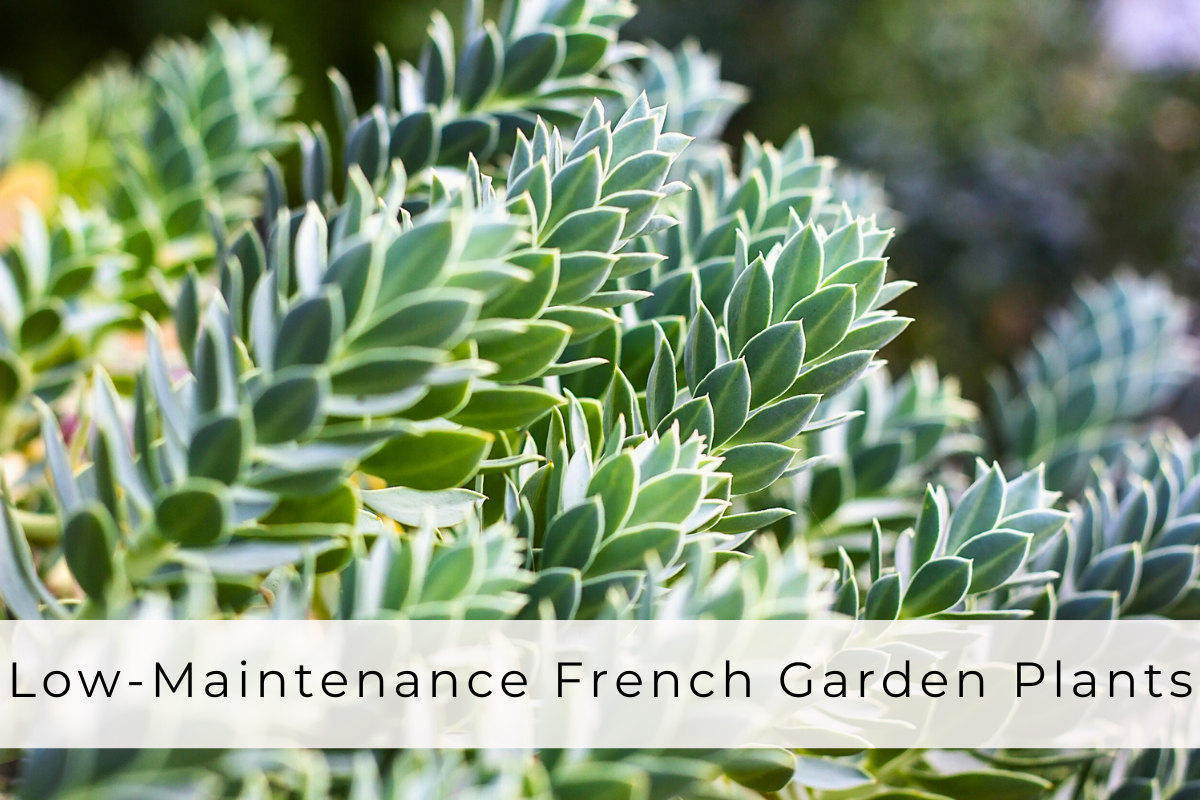 low-maintenance French garden plants